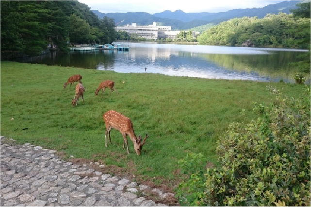 宿ya LODGE dog houseー宝ヶ池公園イメージ②